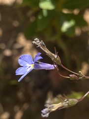 Lobelia