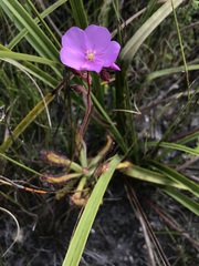 Drosera hilaris