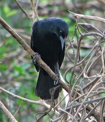 Agelasticus cyanopus