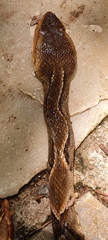 Bothrops moojeni