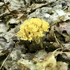 Ramaria flava