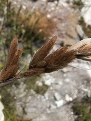 Thamnochortus cinereus