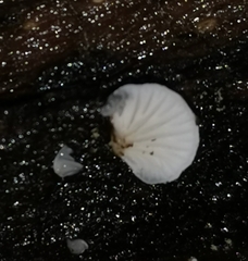 Panellus mitis