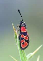 Zygaena hilaris