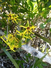 Anthocercis littorea