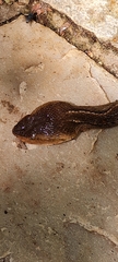 Bothrops moojeni