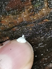 Panellus mitis
