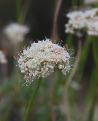 Eriogonum fasciculatum polifolium