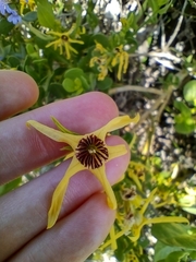 Anthocercis littorea