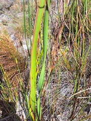 Pillansia templemannii