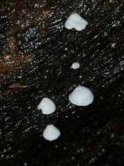 Panellus mitis