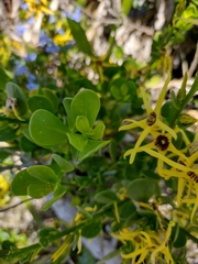 Anthocercis littorea