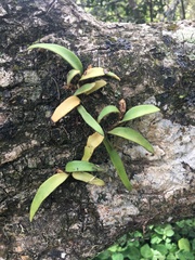 Pyrrosia