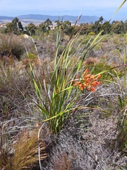 Pillansia templemannii