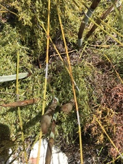 Thamnochortus cinereus