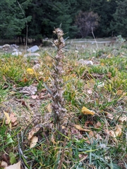 Omalotheca sylvatica