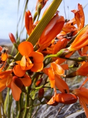 Pillansia templemannii