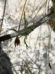 Thamnochortus cinereus