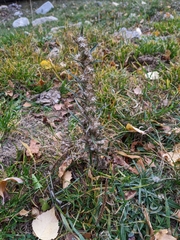 Omalotheca sylvatica