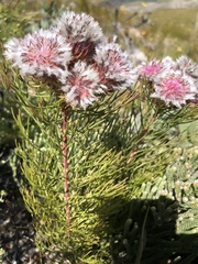 Serruria phylicoides