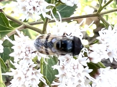 Copestylum marginatum