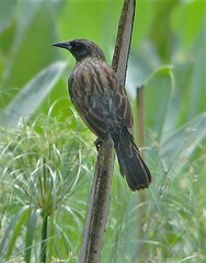 Agelasticus cyanopus