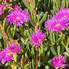 Carpobrotus deliciosus
