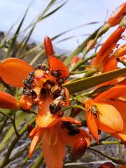 Pillansia templemannii