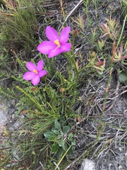 Chironia jasminoides