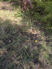Eragrostis intermedia