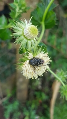 Oxythyrea marginalis