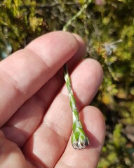 Stoebe gomphrenoides