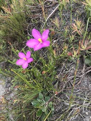 Chironia jasminoides