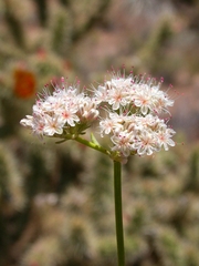 Eriogonum fasciculatum polifolium