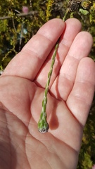 Stoebe gomphrenoides