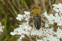 Mallota cimbiciformis