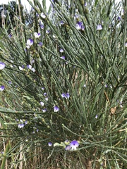 Psoralea aphylla