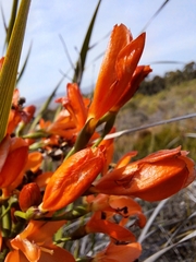 Pillansia templemannii