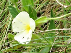 Thunbergia atriplicifolia