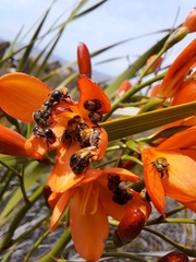 Pillansia templemannii