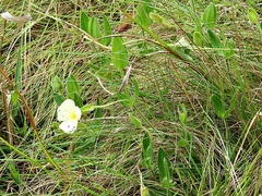 Thunbergia atriplicifolia