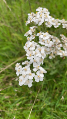 Achillea