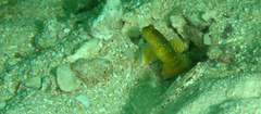 Cryptocentrus cinctus