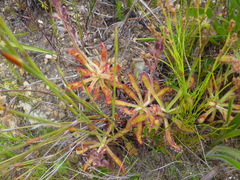 Drosera hilaris