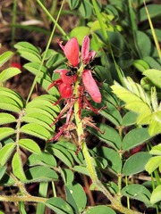 Indigofera sanguinea