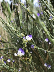 Psoralea aphylla