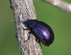 Chrysolina cerealis