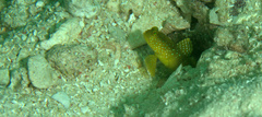 Cryptocentrus cinctus