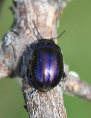 Chrysolina cerealis