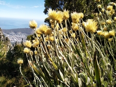 Syncarpha speciosissima